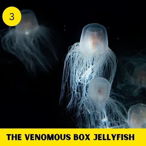 The Venomous Box Jellyfish