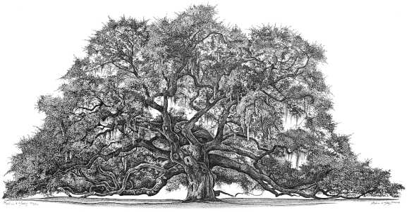 living oak
