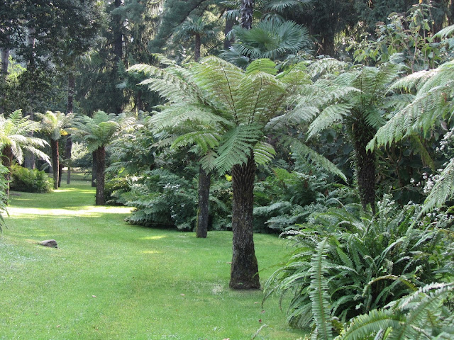 Dicksonia antarctica