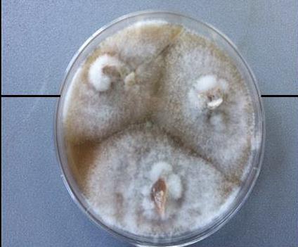 Microscopic fungi antagonistic to chestnut blight- Cryphonectria parasitica (Murrill) Barr.