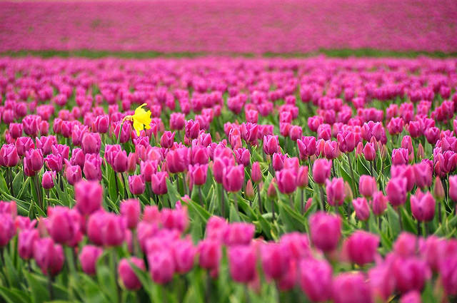 Foto Pemandangan Indah  Taman Bunga  Tulip di Belanda 
