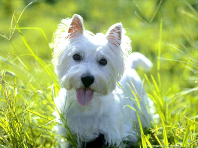 West Highland White Terrier