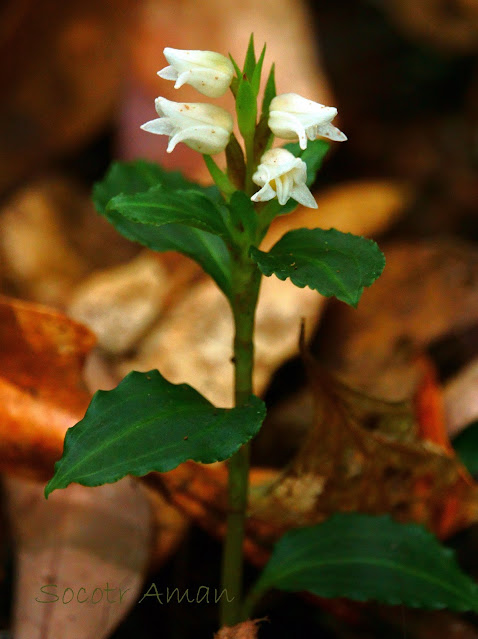 Goodyera foliosa