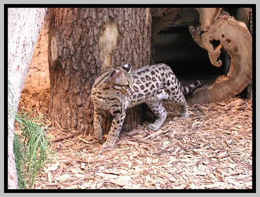 Photos, illustrations et vidos de oncifelis tigrinus