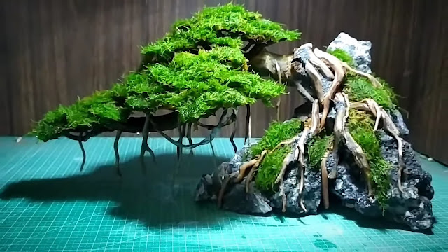 Tips Mempersiapkan batu untuk bonsai