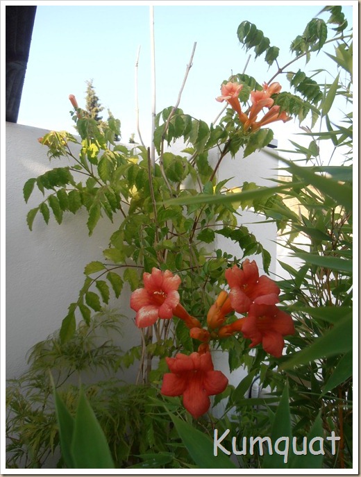 campsis radicans 4