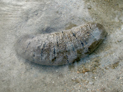 Sandfish sea cucumber, Holothuria scabra