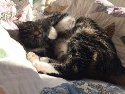 Suzi the Cat on the Butterfly Quilt