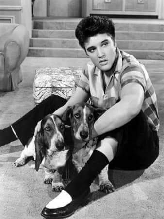 Elvis and the animals