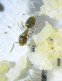 Tapinoma sessile worker tending to the brood