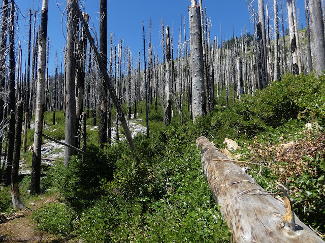 033: blackened, bark falling to whitened, trees