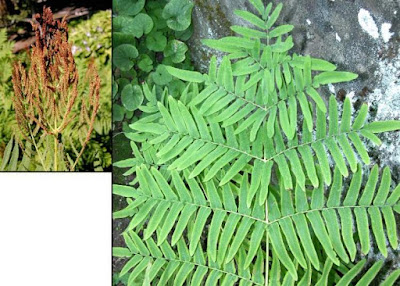 Osmunda regalis