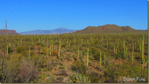 Sonoran NP west_082