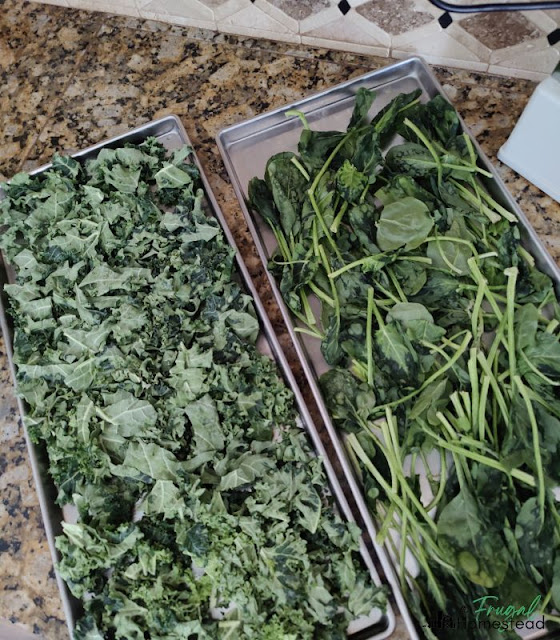 freeze drying spinach