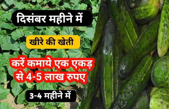 दिसंबर महीने में खीरे की खेती कैसे करें, Kheera Ki Kheti Kaise Kare, kheera ki Kheti