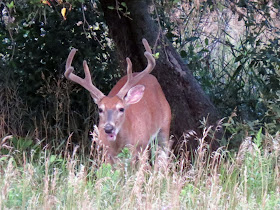 buck chewing