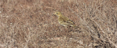 Bisbita alpino (Anthus spinoletta). Foto. Paco