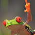 Unik, Katak Ini Berpose Mengacungkan Jari Tengah