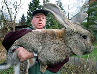 German Baby Food on An Award Winning Giant German Bunny Who Unfortunately With A