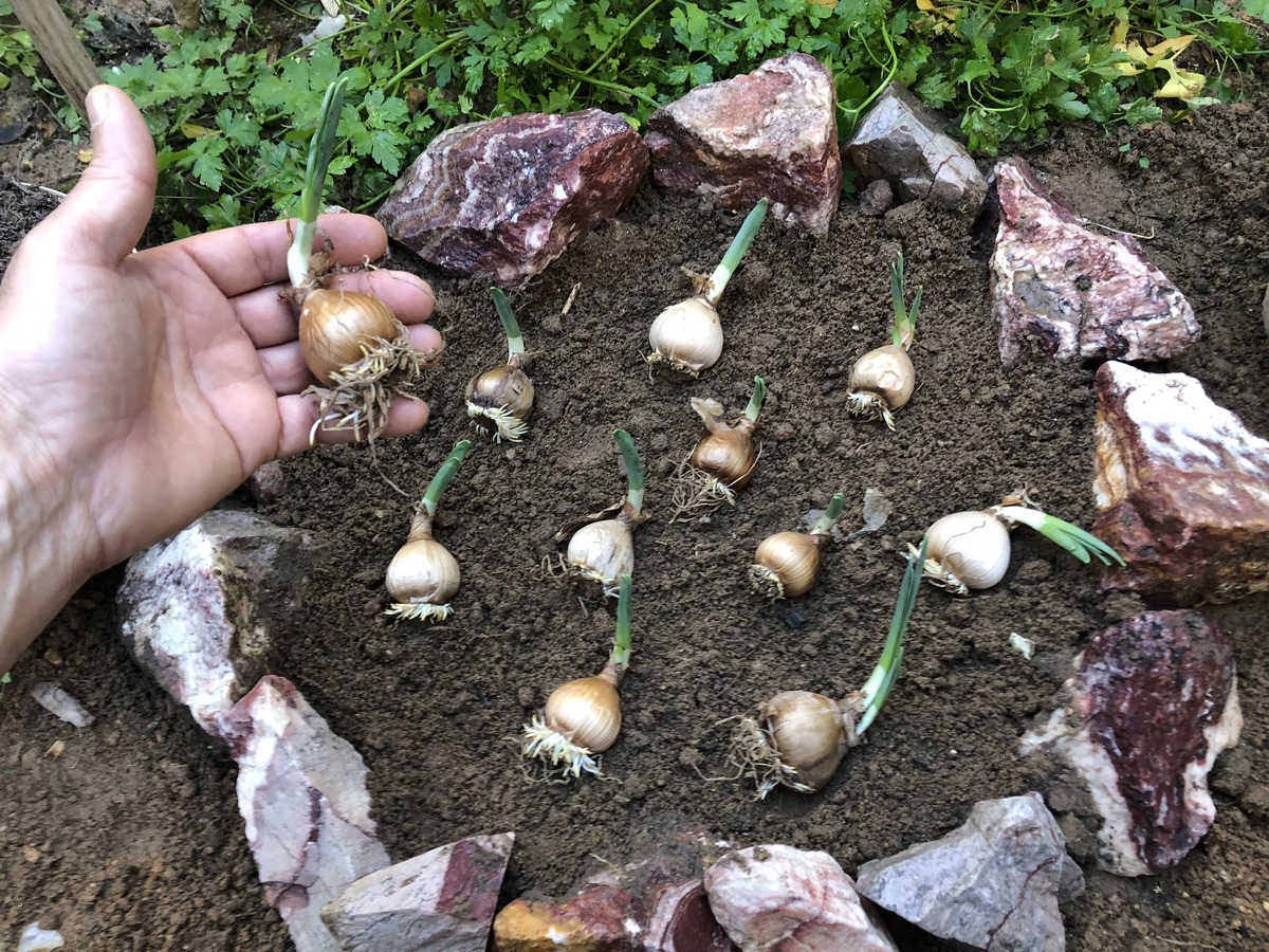 Embark on a journey into the enchanting realm of Narcissus with our all-encompassing planting guide! Join us as we explore the intricacies of choosing the perfect bulbs, mastering the optimal timing and locations for planting, and unlocking the potential of well-rotted manure and mulch.