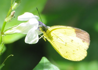 Chocolate Grass Yellow (Eurema sari sodalis)