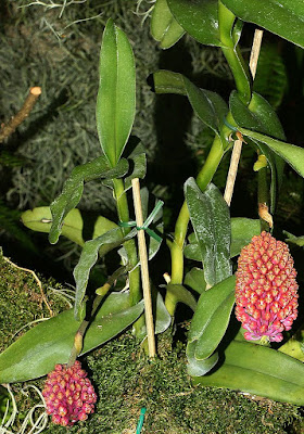 Robiquetia cerina care and culture