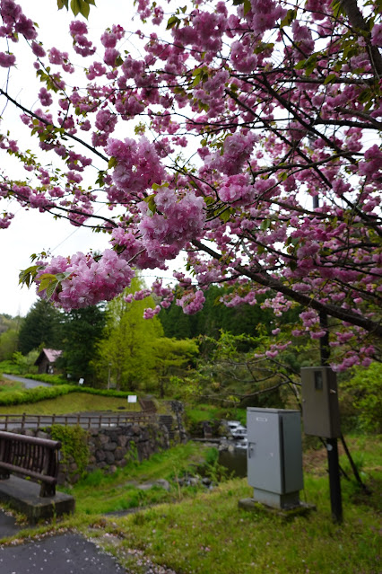 鳥取県西伯郡伯耆町小林 マウンテンストリームきしもと ヤエザクラ（八重桜）