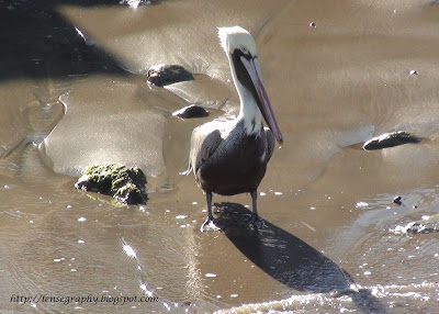 Brown Pelican