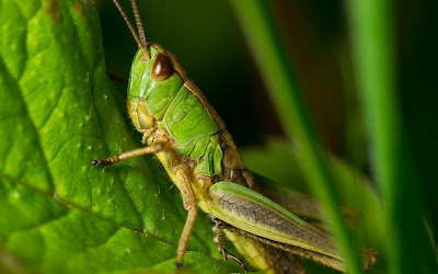 grasshopper widescreen resolution hd wallpaper