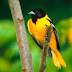 Colourful Birds Wallpapers