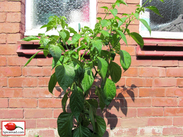 Chocolate Habanero - 9th August 2020