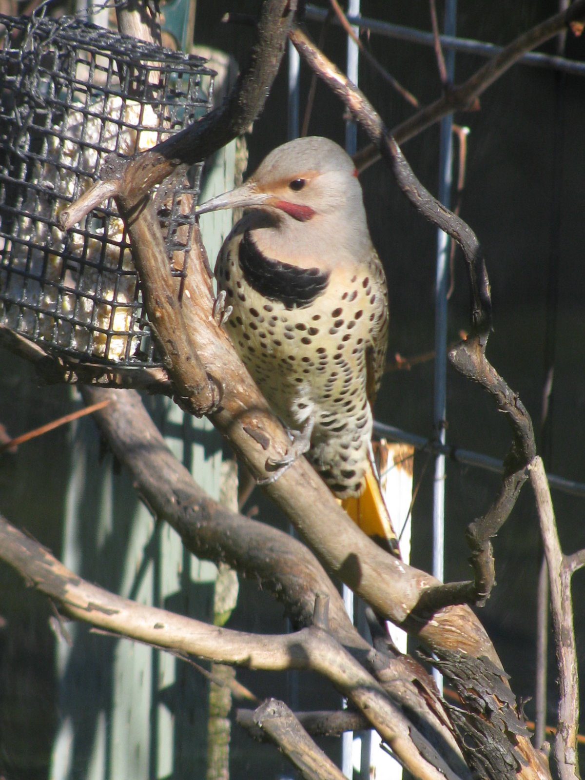 More garden critters