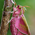 Mariposa-elefante (Deilephila elpenor)