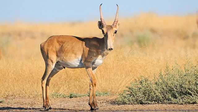 In the mass death of saigas from disease, the climate is to blame