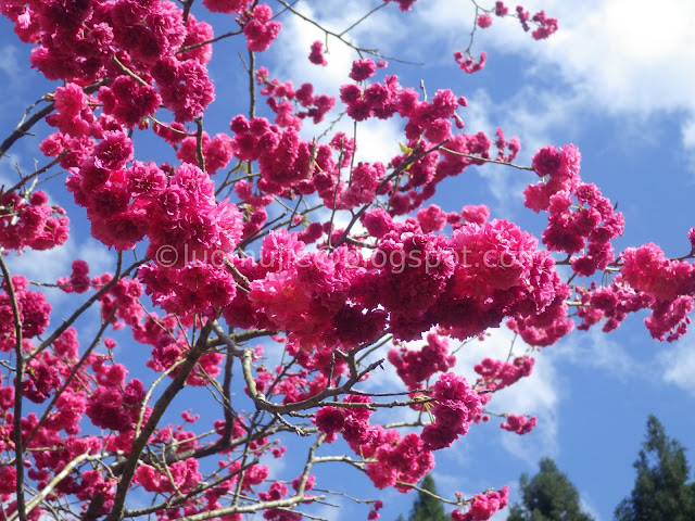 Formosan Aboriginal Culture Village cherry blossom