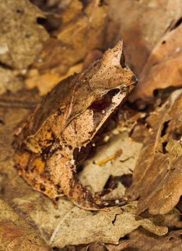 leaf+frog Kodok Kodok yang Pintar Menyamar