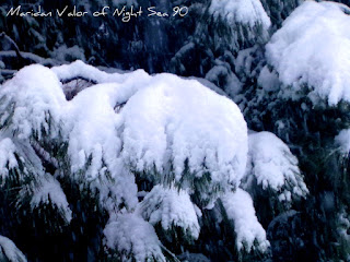 Mister White Christmas brought us some snow; Taken in the Bitterroot mountains by Maridan Valor of Night Sea 90