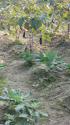 Eggplant | Brinjal | बैंगन | বেগুন