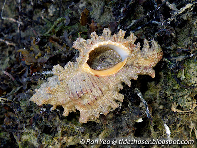 Fireband Murex (Chicoreus torrefactus)