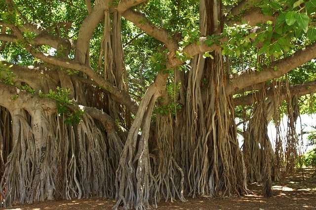 What is Banyan tree - Where is the world