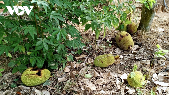 Nhà vườn lỗ nặng vì trái cây mất giá, không tiêu thụ được - Ảnh 1.