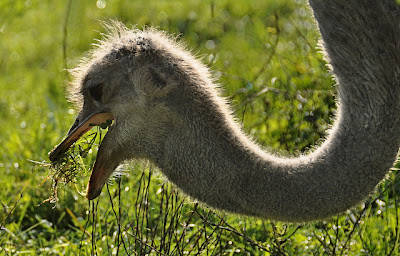 THE OSTRICH - Struthio camelus