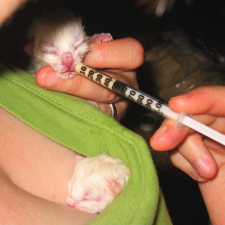 kitty-boob (7)