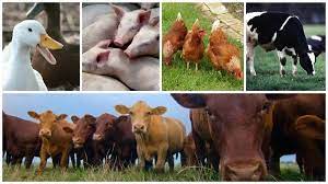 Definition, Importance and Types of Livestock Farming