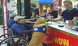 paws for veterans-training to helping dogs