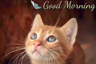 Good morning cat images