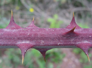 Rubus ulmifolius