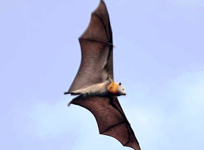 Pteropus molossinus (Zorro volador de Carolina)