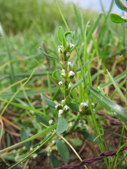 acederilla, acejo, alambrillo, altamandria, atamandría, caventarrastros, centinodia, centinodio, chinizo, ciennudillos, cien nudillos, cien-nudillos, ciennudos, cien nudos, cien-nudos, cinchos, consuelda de caminos, corihuela, cornijuela, corregüela, corregüela de caminos, corregüela de los caminos, correhuela, correhuela ancha, correhuela angosta, correhuela blanca, correhuela de los caminos, correhuela de peñas, correhuela matizada, correones, corrigiola, corrigüela, corrigüela de caminos, corrihuela, corriuela, curiolas, enredamarria, gata pelosa, hierba de la golondrina, hierba de la pulmonía, hierba de la sangre, hierba de las calenturas, hierba de los cien nudos, hierba de los cursos, hierba menuda, hierba nudosa, hierba rastrera, hierba sanguinal, hierba terrera, jajo rastrero, lanceta, latiguillo, legua de pájaro, lengua de pájaro, lenguapájaro, levantarrastros, lluenga de muixón, mata de la pulmonía, mielga ratera, milnodia, pasacaminos, pico de gorrión, polígano, polígono macho, prisquillo, quebrantarrastros, quebratarrastros, rastralleta, rastratierra, rompepiedras, salamanquesa, sanguinaria, sanguinaria basta, sanguinaria común, sanguinaria mayor, sanguinaria menor, saucejo, saucillo, tramaladros, travalera, treintanudos, yerba de la golondrina, yerba de los cursos, yerba nudosa, yerba rastrera, yerba sanguinal, yerba terrera