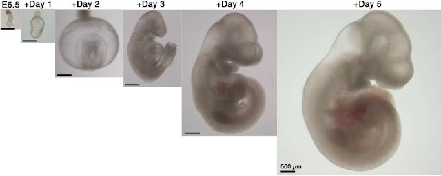 embriones de ratón en utero artificial